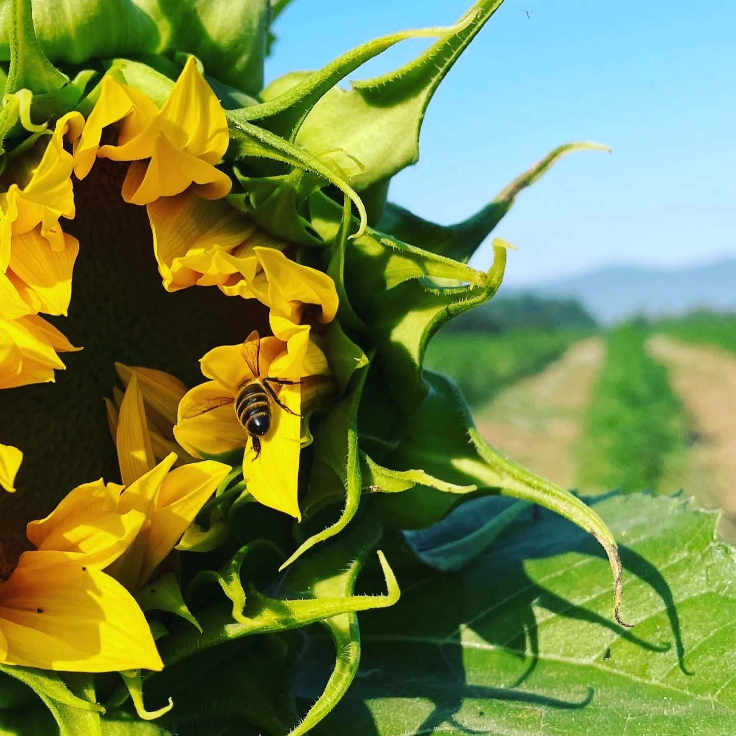 Honey bee on a sunflower at the BioSync Industries farm