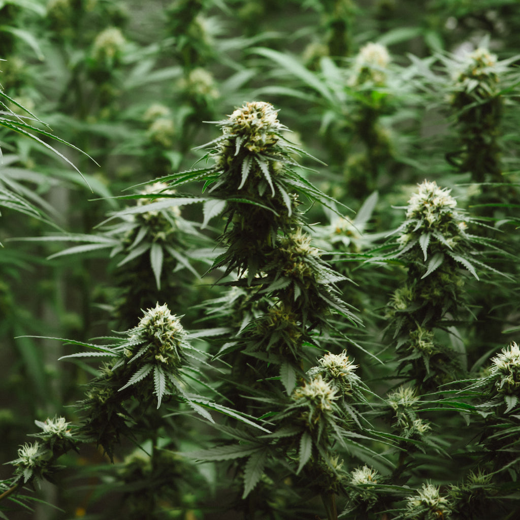 CBD: A Natural Way to Support Your Health