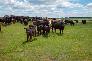 The Benefits of Grass-Fed Beef: A Healthier and More Sustainable Choice